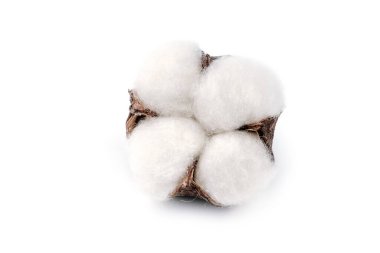Beyaz arkaplanda yalıtılmış pamuk bitkisi