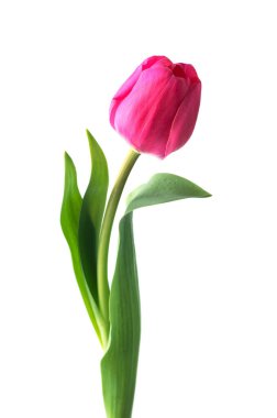 Beyaz arkaplanda izole edilmiş pembe lale çiçeği