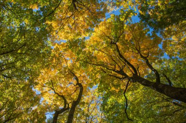 Altın sonbahar ormanı ağaçları