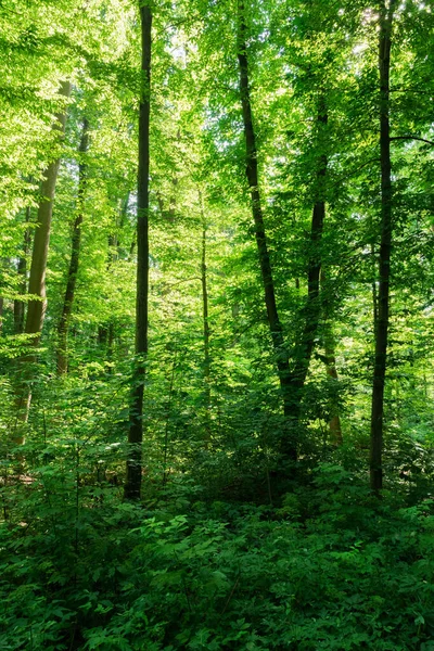 Солнечный Свет Зеленом Лесу Весеннее Время — стоковое фото