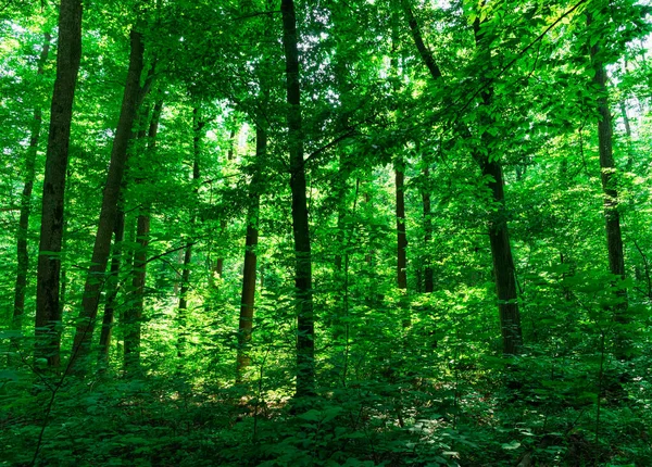 Yeşil ormanda güneş ışığı, bahar zamanı.