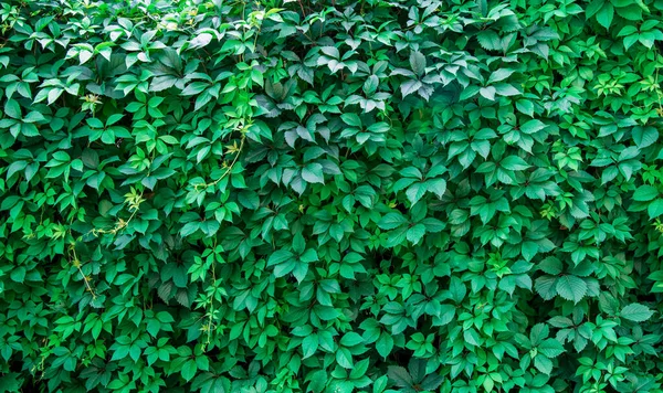 Зеленые Листья Текстуры Фона — стоковое фото