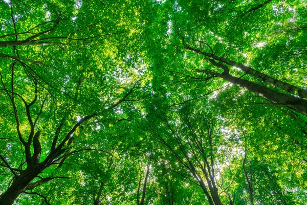 Fondo Del Bosque Verde Día Soleado — Foto de Stock