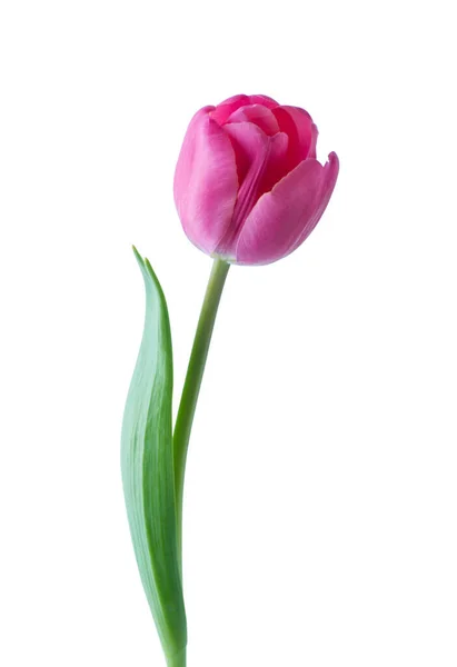 Pink Tulip Flower Isolated White Background — Stock Photo, Image