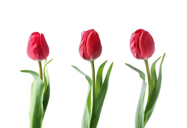Flor Tulipa Vermelha Isolada Fundo Branco — Fotografia de Stock