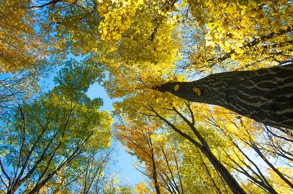 Herfst Bos Bomen Achtergrond — Stockfoto