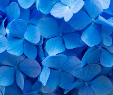 Mavi ortanca arka planı. Hortensiya çiçek yüzeyi.