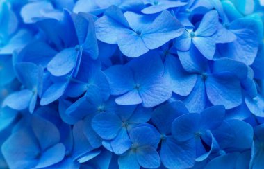 Mavi ortanca arka planı. Hortensiya çiçek yüzeyi.