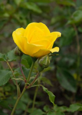 Bahçedeki güzel çalı gülleri