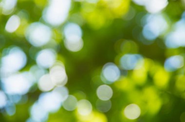 Doğal yeşil arkaplan bulanık