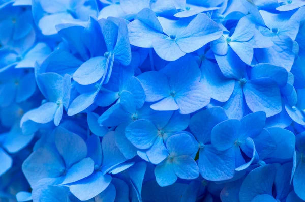 Fondo Azul Hortensias Hortensia Flores Superficie —  Fotos de Stock