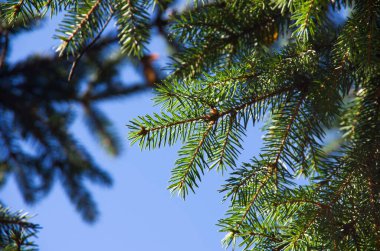 Mavi gökyüzü arka planında fidan ağacı