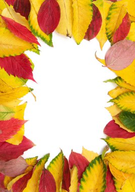 Beyaz arkaplanda izole edilmiş renkli sonbahar yaprakları grubu