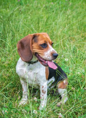 Çimlerdeki sevimli bir av köpeğinin fotoğrafı..
