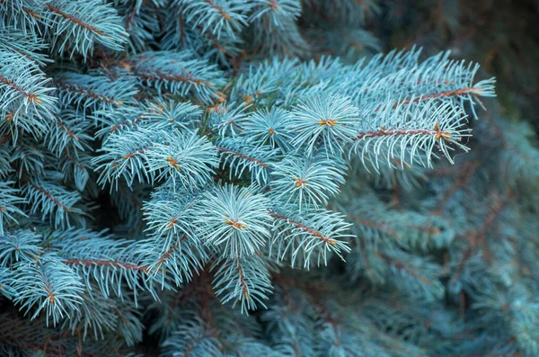 Zweige Der Blaufichte Auf Grünem Hintergrund — Stockfoto