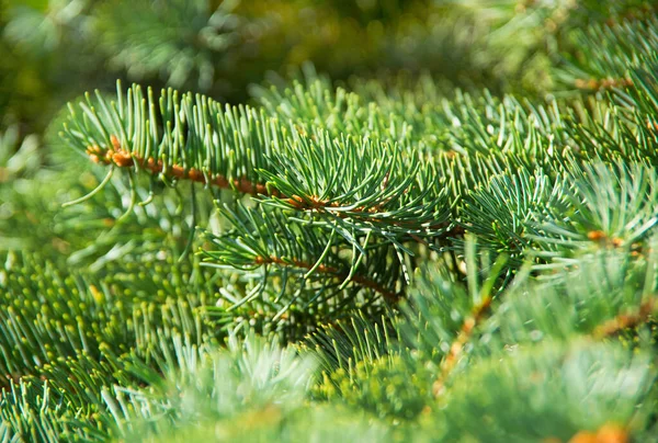 Sapin Vert Branches Pin — Photo