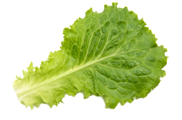 Fresh Lettuce — Stock Photo, Image