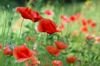 Kırmızı gelincikler yeşil alanda