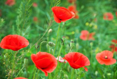 Kırmızı gelincikler tarlası