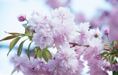 Sakura kiraz çiçeği baharda açar.