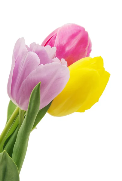 Tulpenblüten — Stockfoto