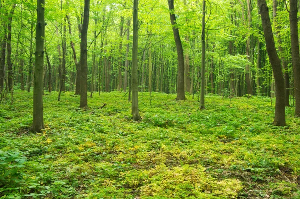 Bosque verde — Foto de Stock