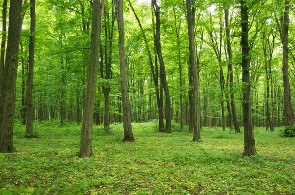 Bosque verde — Foto de Stock