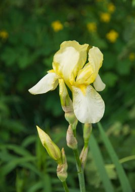 Güzel parlak sarı süsen çiçekleri