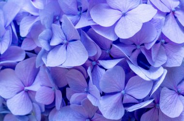 Purpl Hydrangea geçmişi. Hortensiya çiçek yüzeyi.