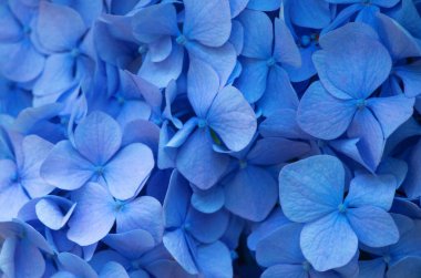 Mavi ortanca arka planı. Hortensiya çiçek yüzeyi.