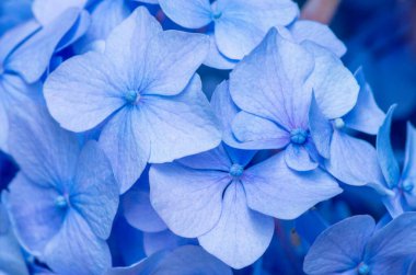 Mavi ortanca arka planı. Hortensiya çiçek yüzeyi.