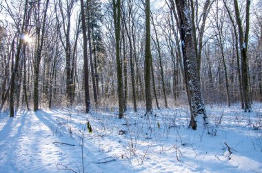 Ormandaki güzel kış manzarası.