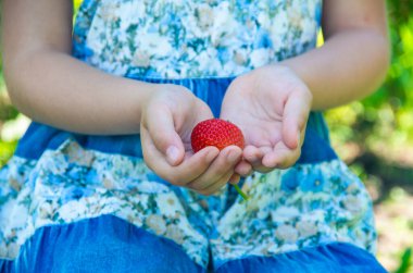 Bir çocuğun ellerinde taze çilekler.