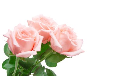 Güzel pembe çiçekler açan güller, yakın görüş..