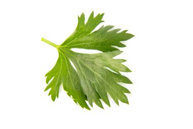 Kereviz yaprağı beyaz arkaplanda izole edilmiş. Üst görünüm.