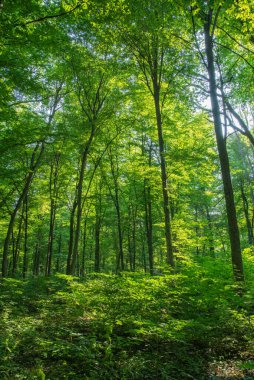 Yeşil ormanda güneş ışığı, bahar zamanı.