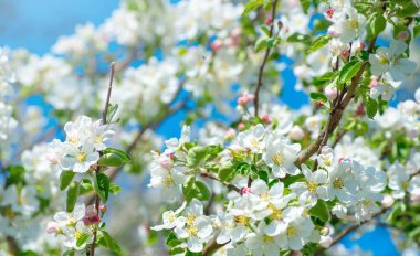 Bahar Elma Çiçeği mavi gökyüzünde.