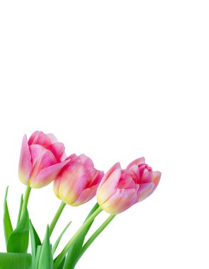 Beyaz arkaplanda pembe lale.