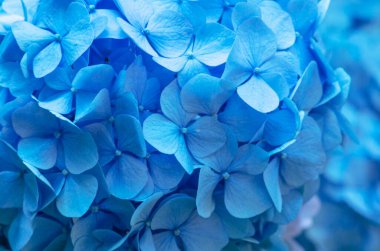 Mavi ortanca arka planı. Hortensiya çiçek yüzeyi.
