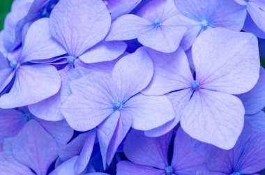 Pembe ortanca arka planı. Hortensiya çiçek yüzeyi.