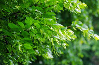 Linden branch with green leaves and buds before flowering.