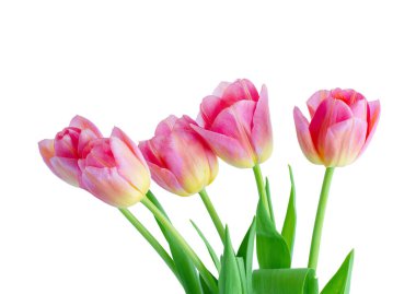 Buket Pembe Lale beyaz izole