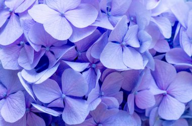 Pembe ortanca arka planı. Hortensiya çiçek yüzeyi.