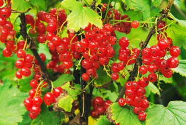 Bahçede kırmızı frenk üzümü