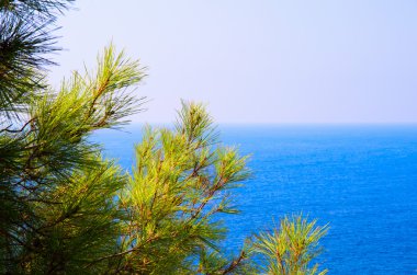 Turkuaz deniz zeminli çam ağacı dalları Akdeniz doğası