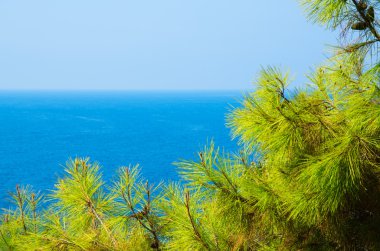 Turkuaz deniz zeminli çam ağacı dalları Akdeniz doğası