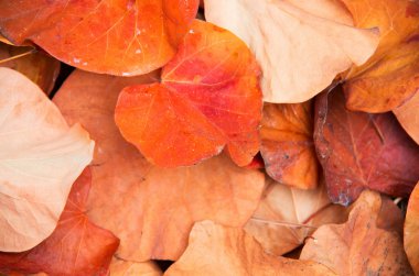 Sonbahar Yaprakları
