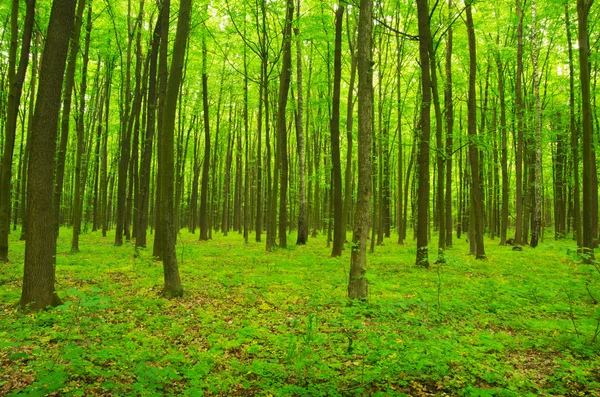 Bosque verde — Foto de Stock