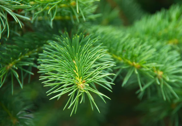Green fir tree or pine branches — Stock Photo, Image