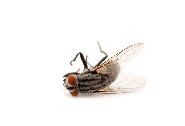 Tote Fliege isoliert auf weißem Hintergrund — Stockfoto